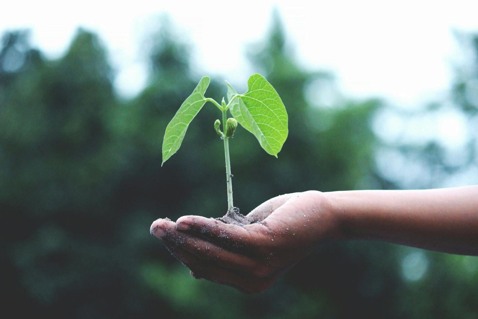 Planting Seeds. A young sapling held in hands symbolizes growth and sustainability.