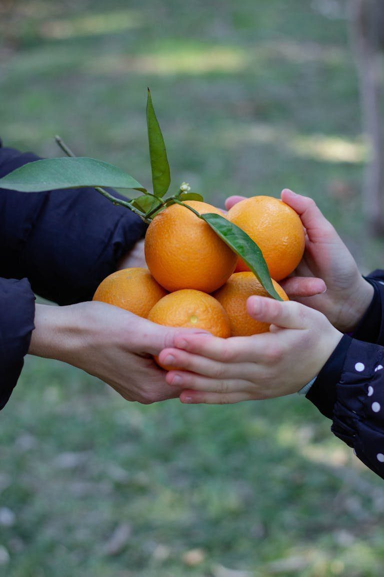 Two people holding vibrant oranges with leaves, symbolizing sharing and nature.